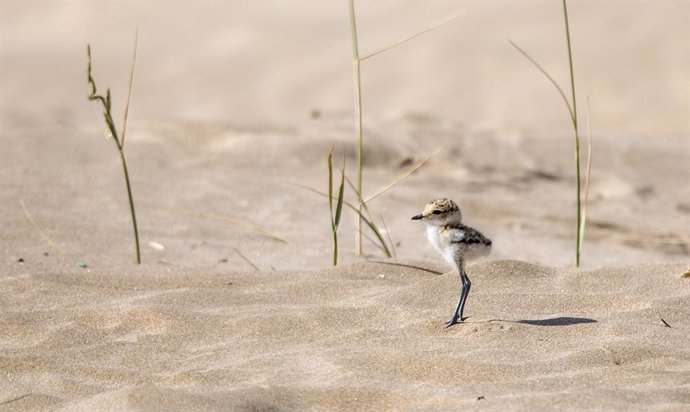 Pájaro en la playa de Sagunto