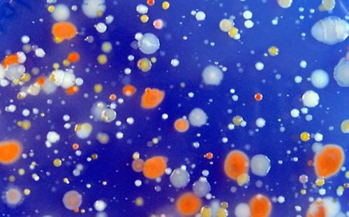 Diversidad de bacterias marinas creciendo en un laboratorio