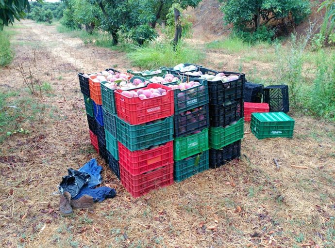 Málaga.- Asaja alerta del robo de mangos inmaduros antes del inicio de la campañ
