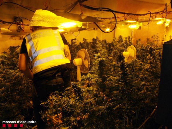Plantació de marihuana en Pobla de Mafumet (Tarragona)