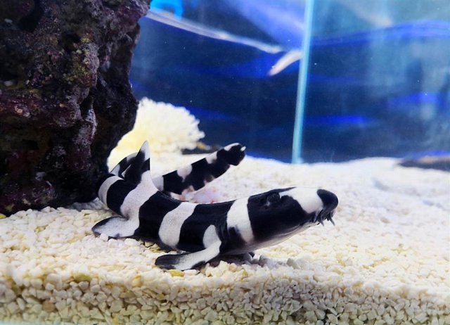 Nace el primer tiburón bambú del Oceanogràfic
