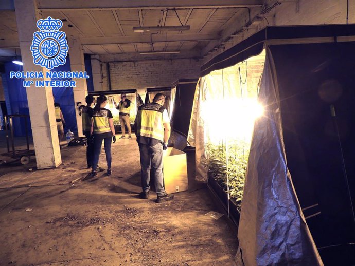 La Policia Nacional desmantella una plantació de marihuana en una nau industrial de Vic (Barcelona).