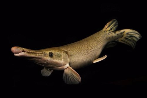 Ejemplar de catán, uno de los peces más grandes de agua dulce en Norteamérica
