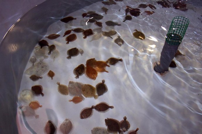 Sea8 cerró 2018 con un descenso en ventas del 10,7%, con 5,8 millones