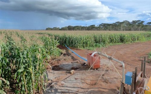 Cultivo de regadío en la sabana africana