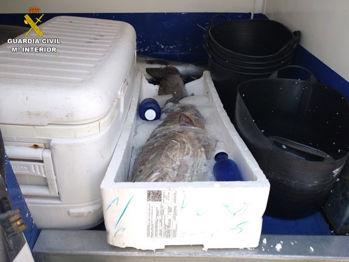 Cádiz.-Sucesos.- Intervenido un atún rojo de casi 200 kilos pescado ilegalmente 