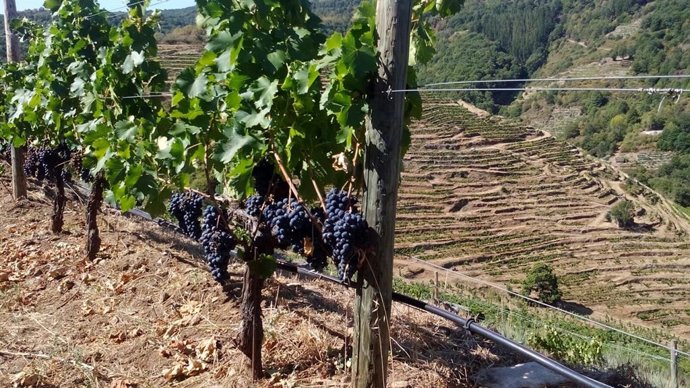 Vendimia en la Ribeira Sacra