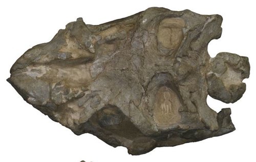 Aspecto del cráneo del nuevo dinosaurio