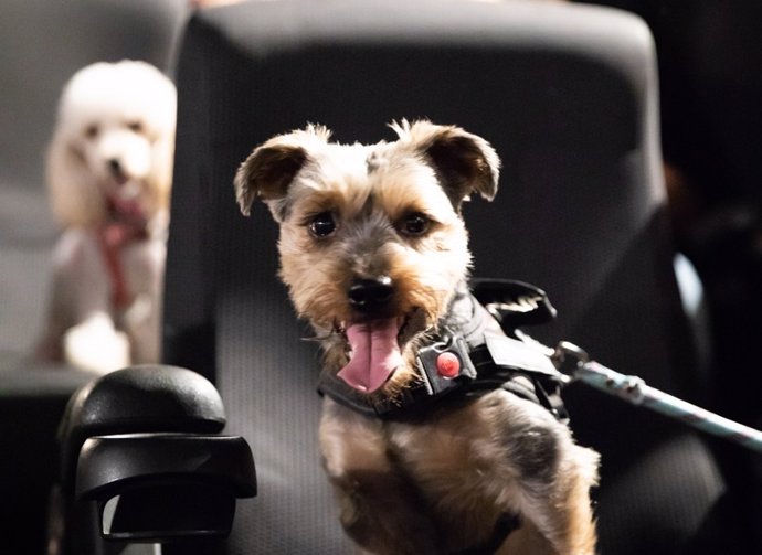 Más de 30 perros acuden al cine gracias a una sesión 'petfriendly'