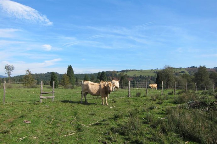 COAG-A defiende la calidad y la sostenibilidad medioambiental de la carne de vac