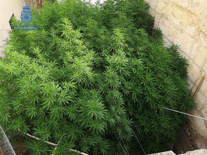 La Policia Nacional Deté A Dues Persones Per Un Delicte Contra La Salut Pública