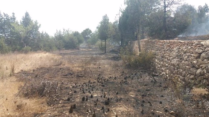 Zona afectada por el incendio de Sant Carles.