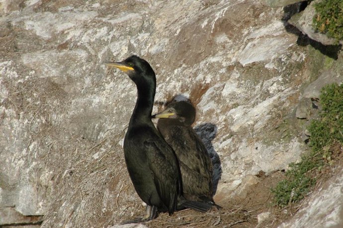 El Parque Nacional de las Illas Atlánticas amplía el proyecto de seguimiento del cuervo marino