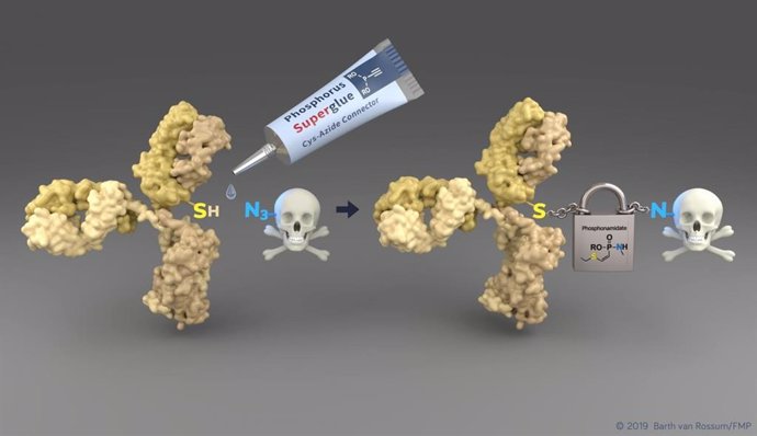 La nueva tecnología permite una manera simple de conectar los residuos de citoesteína (SH) de un anticuerpo sensible al tumor (amarillo) a las moléculas de drogas tóxicas. El conector emergente permite un transporte seguro al tumor.