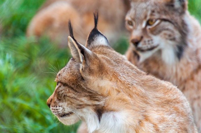 El Parque Faunístico Lacuniacha cuenta con varios linces Boreales.
