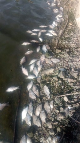 Peces muertos en la presa de Villalba de los Barros