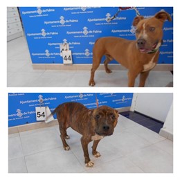 Perros desaparecidos de Son Reus.