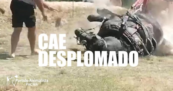 Imagen del vídeo en el que un caballo cae desplomado durante el tiro y arrastre