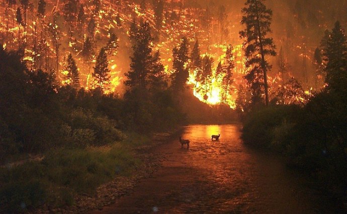 Incendio en el Bitterroot National Forest , Montana