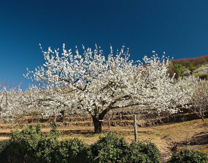 Cerezo en flor del Valle del Jerte