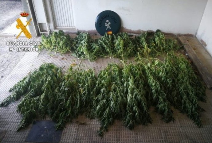 Plantas de marihuana incautadas en Cintruénigo