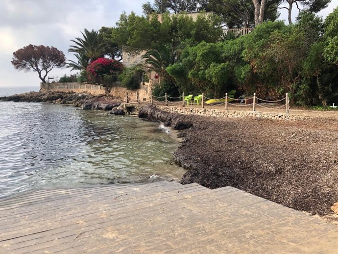 Son Caliu, con restos del alga posidonia en la costa.