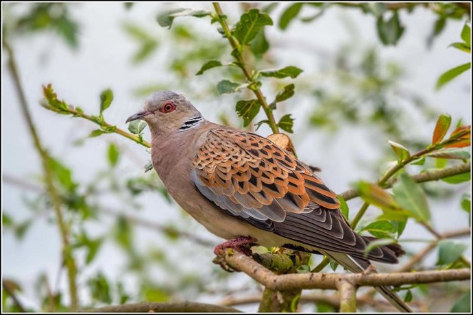 Tórtola europea (Streptopelia turtur).