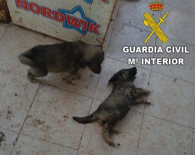 Detenido por maltrato animal en Benicarló