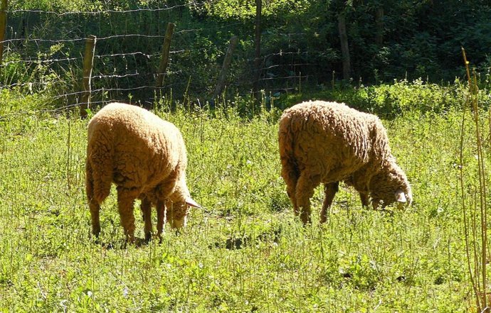Agricultura autoriza el uso de pienso convencional para el ganado ecológico como