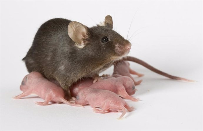 Una rata de laboratorio alimenta a sus cachorros recién nacidos del tamaño de una moneda de 25 centavos y que pesan menos de una onza.