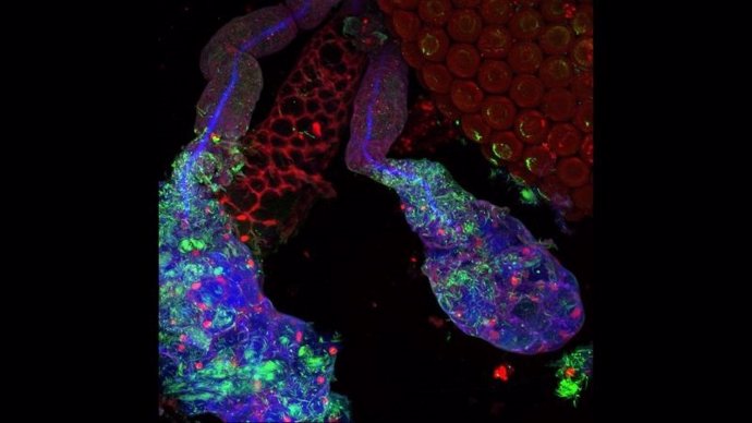 Glándula salival de una hembra del mosquito Anopheles. Las células salivales se muestran en rojo y su contenido celular en azul. Los parásitos que causan la malaria se muestran en verde.