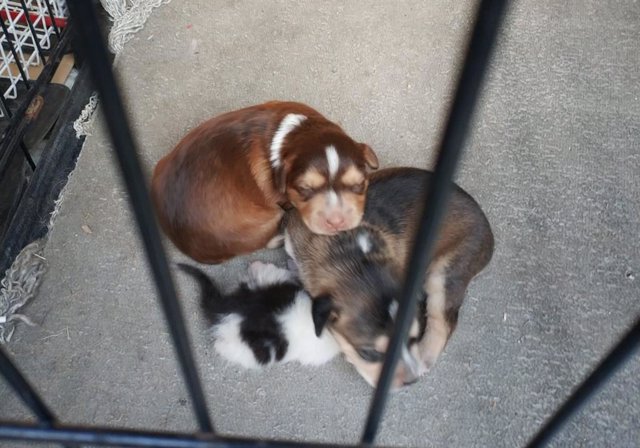 Imagen de los cachorros de perro y gato recuperados por la Policía local de Getafe.