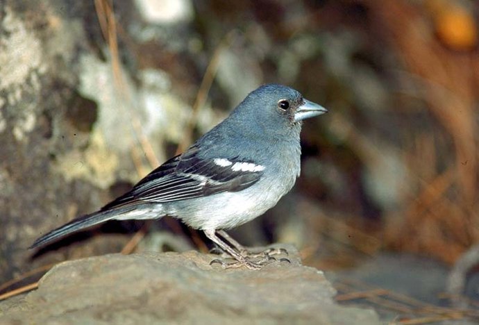 Pinzón azul de Gran Canaria 