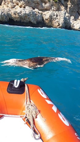 Delfín muerto en Benitatxell