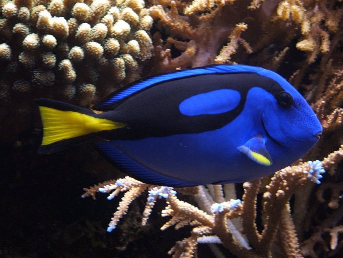 No hay 'efecto Nemo': las películas de animales promueven la conciencia