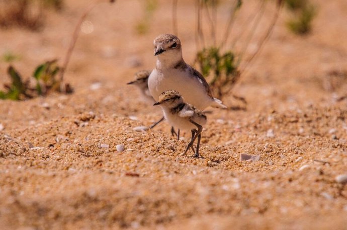 Hembra y pollos de chorlitejo patinegro