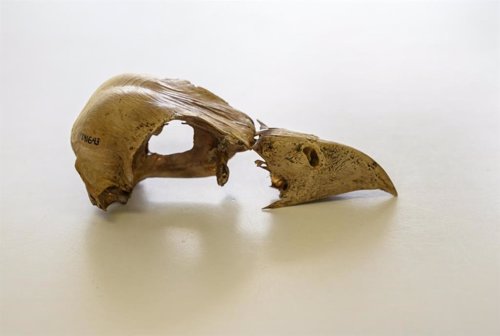 Cráneo de Caracara creightoni