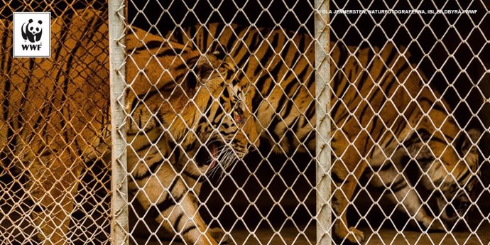 Tigres encerrados en una granja