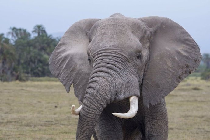 Elefante en la sabana africana.  Comercio de marfil  Tráfico de especies