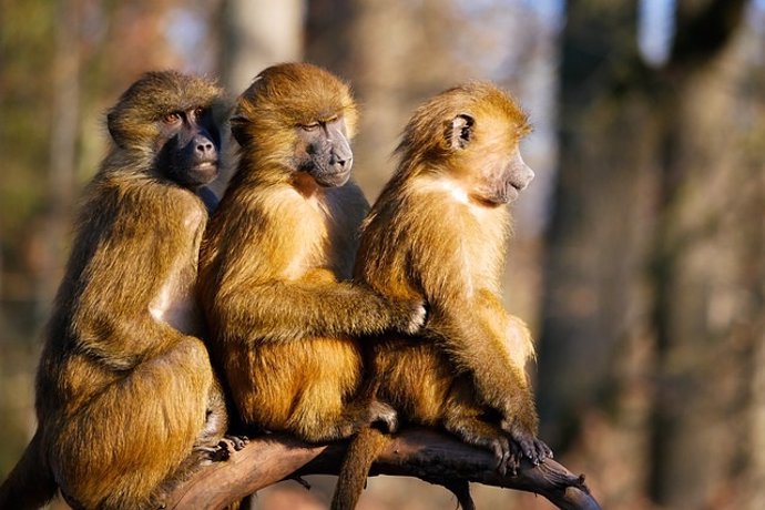 Babuínos, monos