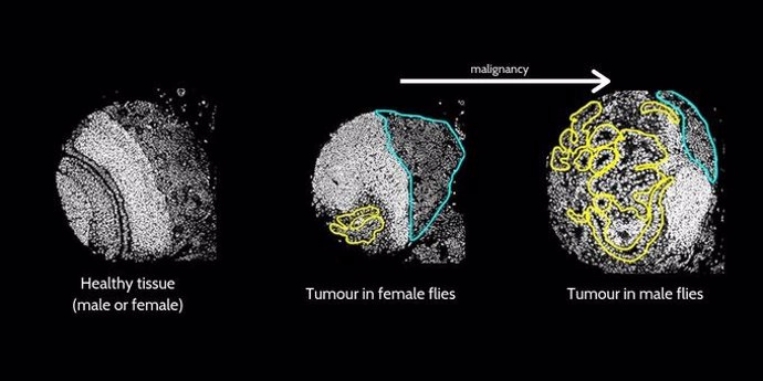 Diferencias entre tumores en moscas del vinagre masculinas y femeninas.