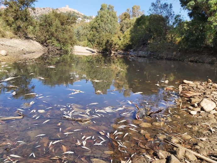 Peces muertos en el río Hozgarganta