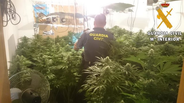 Plantación de marihuana en vivienda de Roquetas de Mar (Almería)