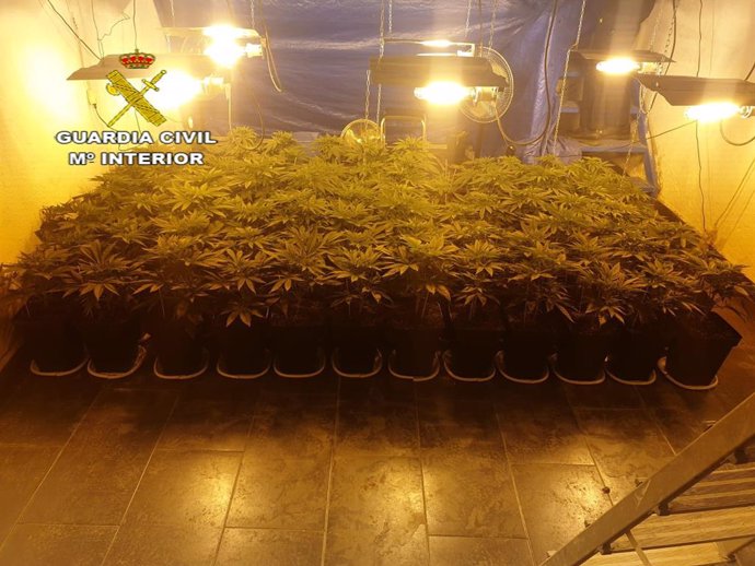 Plantación de marihuana en El Coronil.
