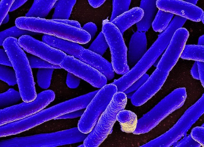 La falta de oxígeno en el intestino grueso favorece la aparición de infecciones 