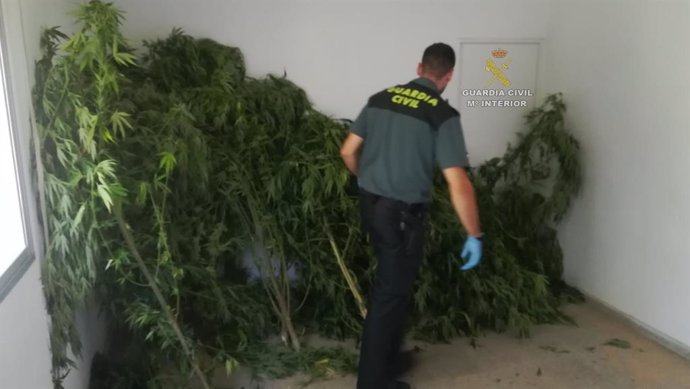 Investigada una vecina de Tomiño (Pontevedra) por una plantación de marihuana.