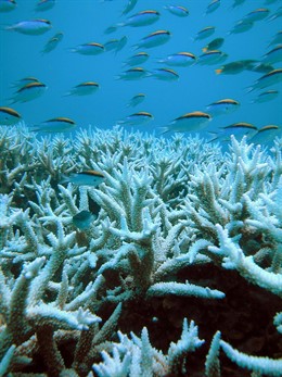 El cambio climático provoca el blanqueamiento de los corales
