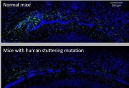 En el cuerpo calloso de los ratones diseñados con una mutación del tartamudeo (panel inferior), hay menos astrocitos, mostrados en verde, que en ratones normales (panel superior)