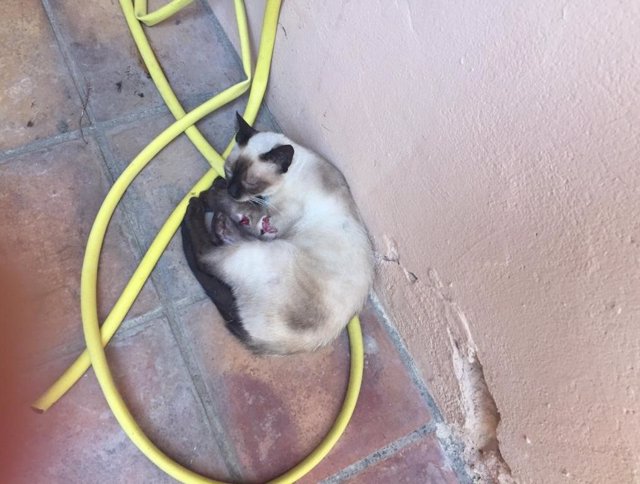 Gato herido en Riumors (Girona).