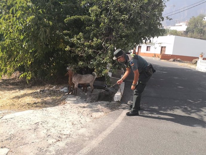 Un agente de la Guardia Civil rescatando unas cabras desorientadas por el incendio forestal de Valleseco